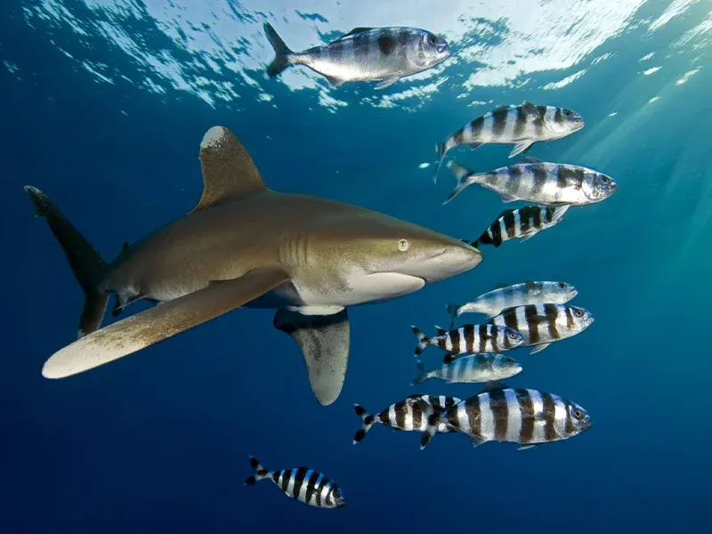 Requin longimane en mer Rouge, Égypte