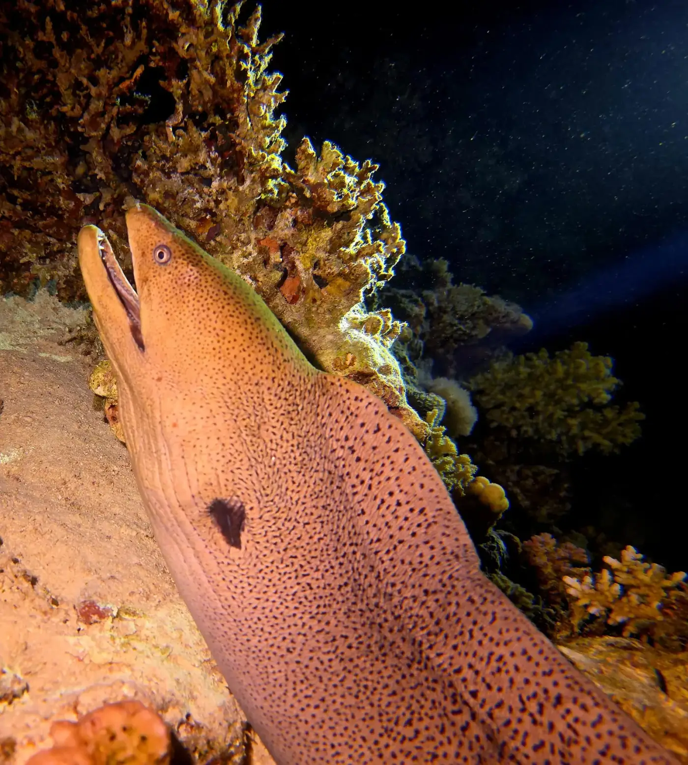 Murène géante en plongée de nuit, Égypte