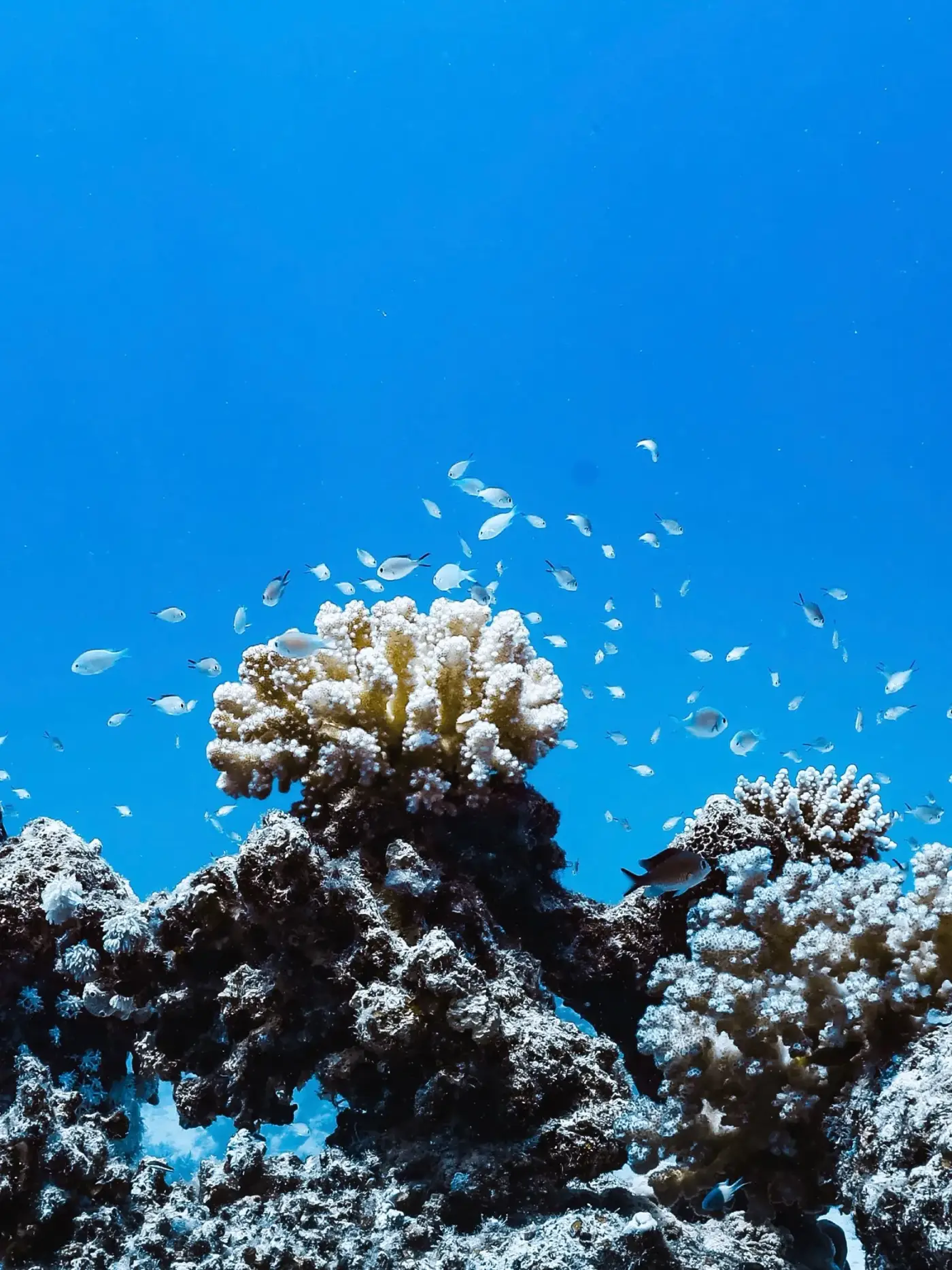 Banc de vivaneaux au-dessus d'un récif de la mer Rouge
