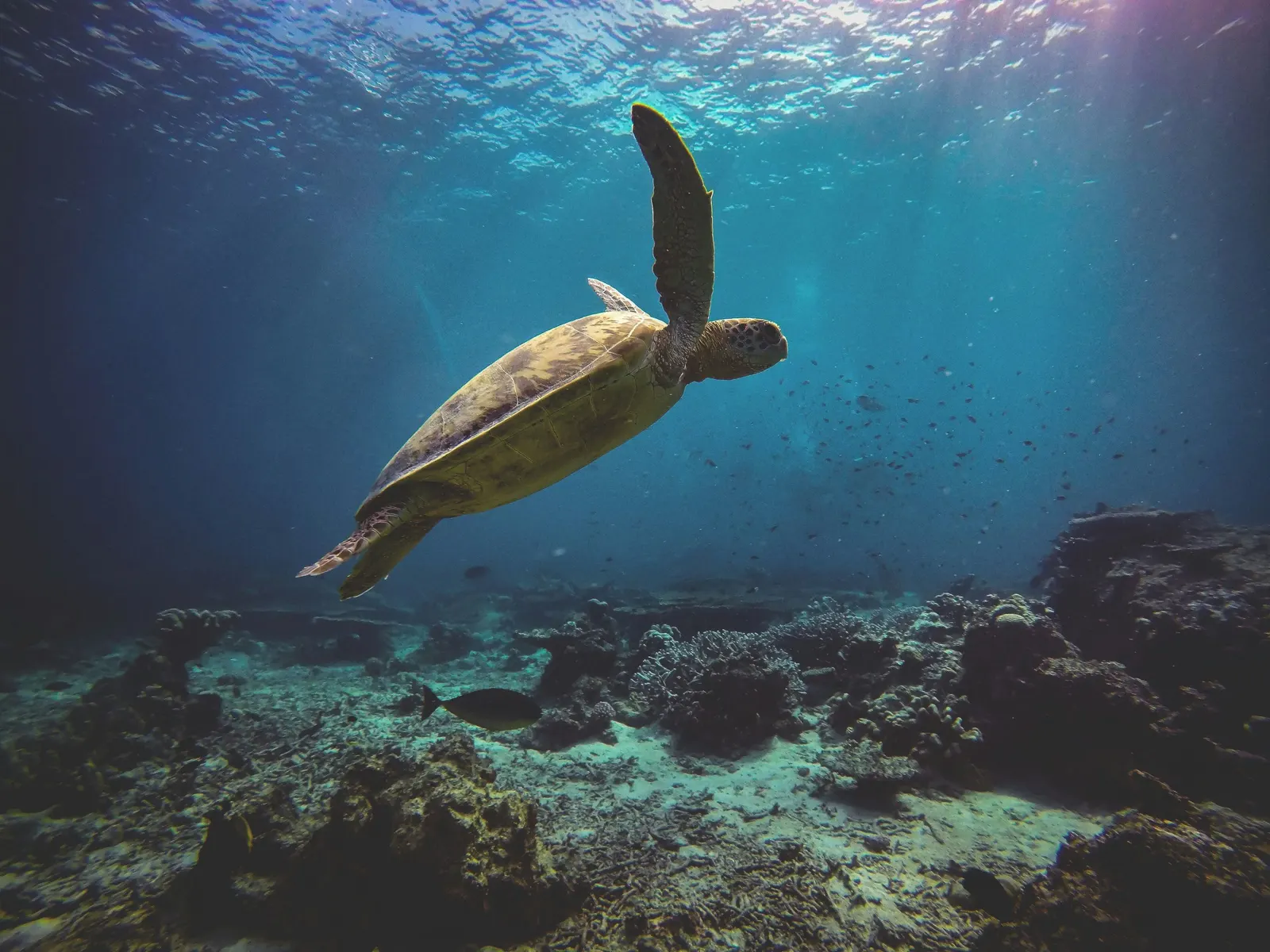 Tortue verte au-dessus d’un récif de la mer Rouge