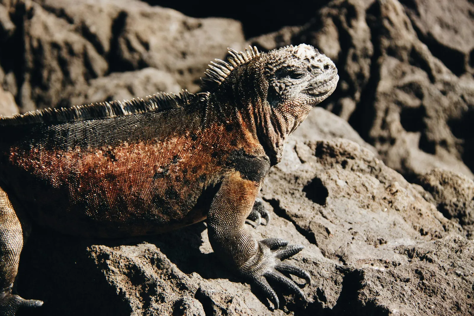 Iguane marin sur un rocher noir