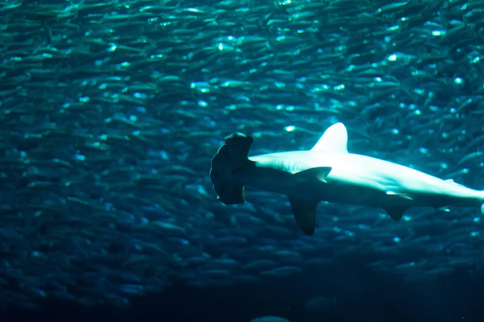 Requin-marteau qui nage sur le côté, devant un banc de petits poissons
