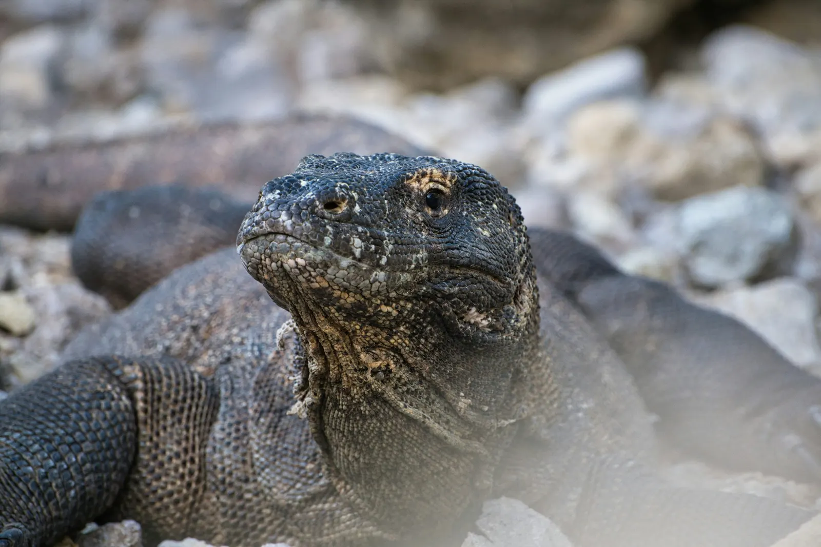 Gros plan sur un varan de Komodo au milieu des cailloux