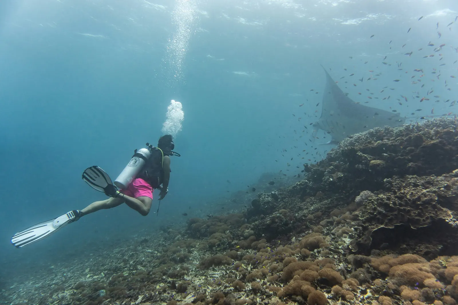 Plongeur au-dessus d'un récif, avec une raie manta qui passe au loin