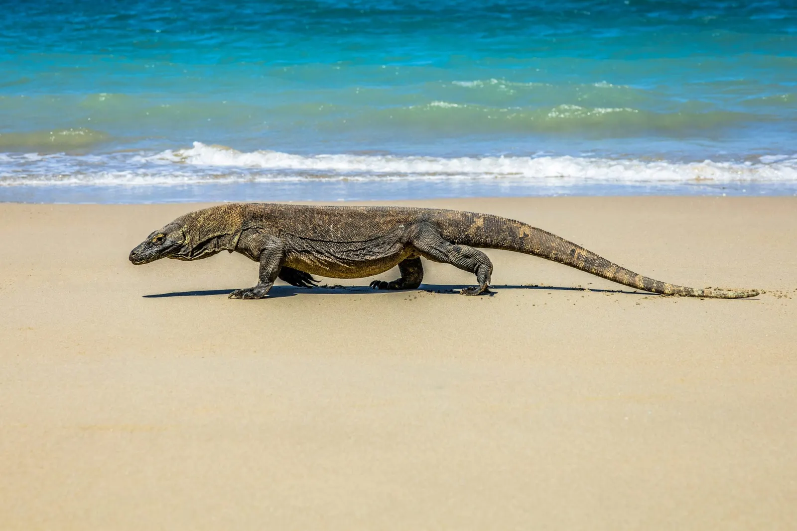 Varan de Komodo qui marche sur une plage de sable
