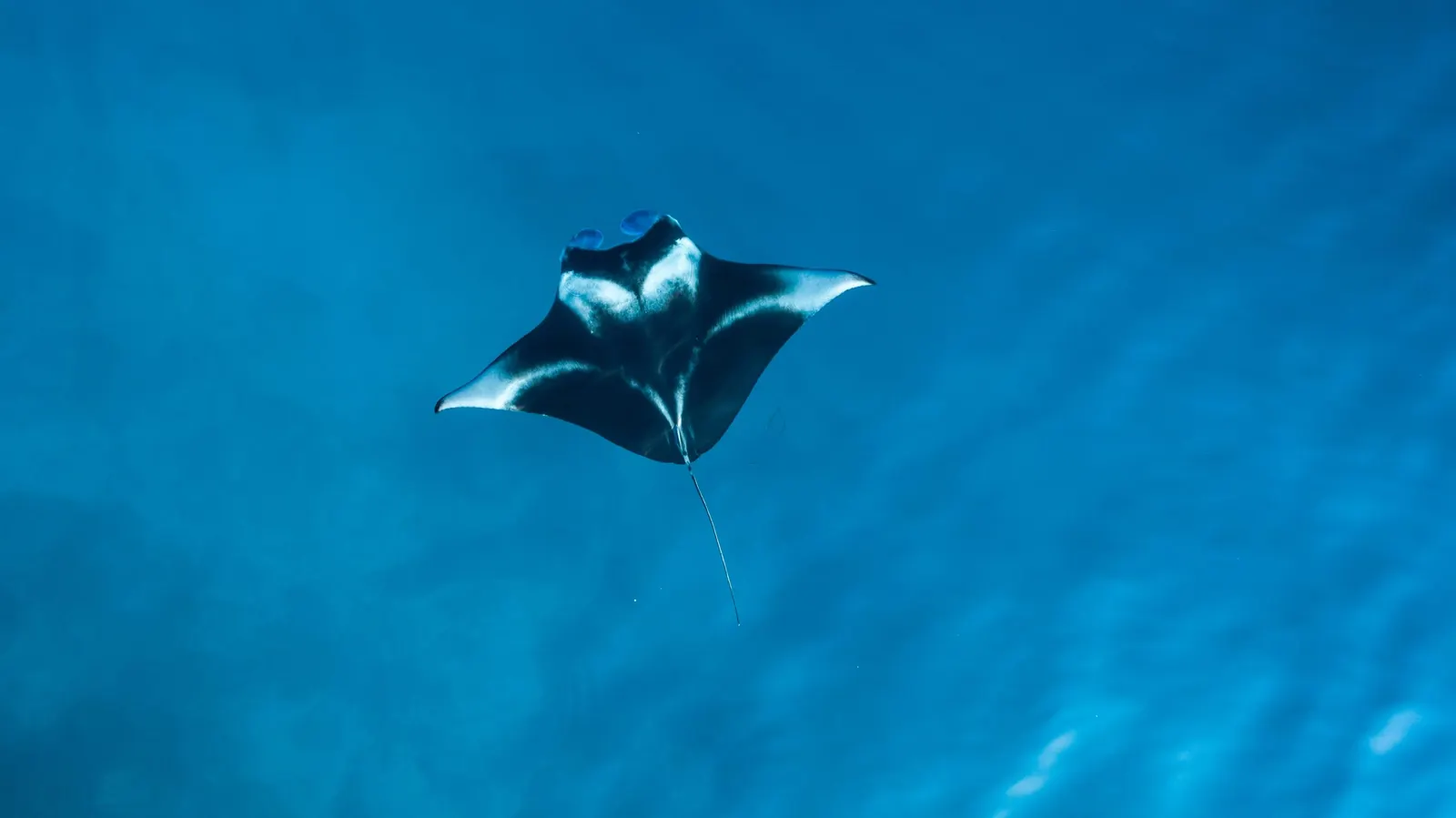Raie manta en pleine eau, Maldives