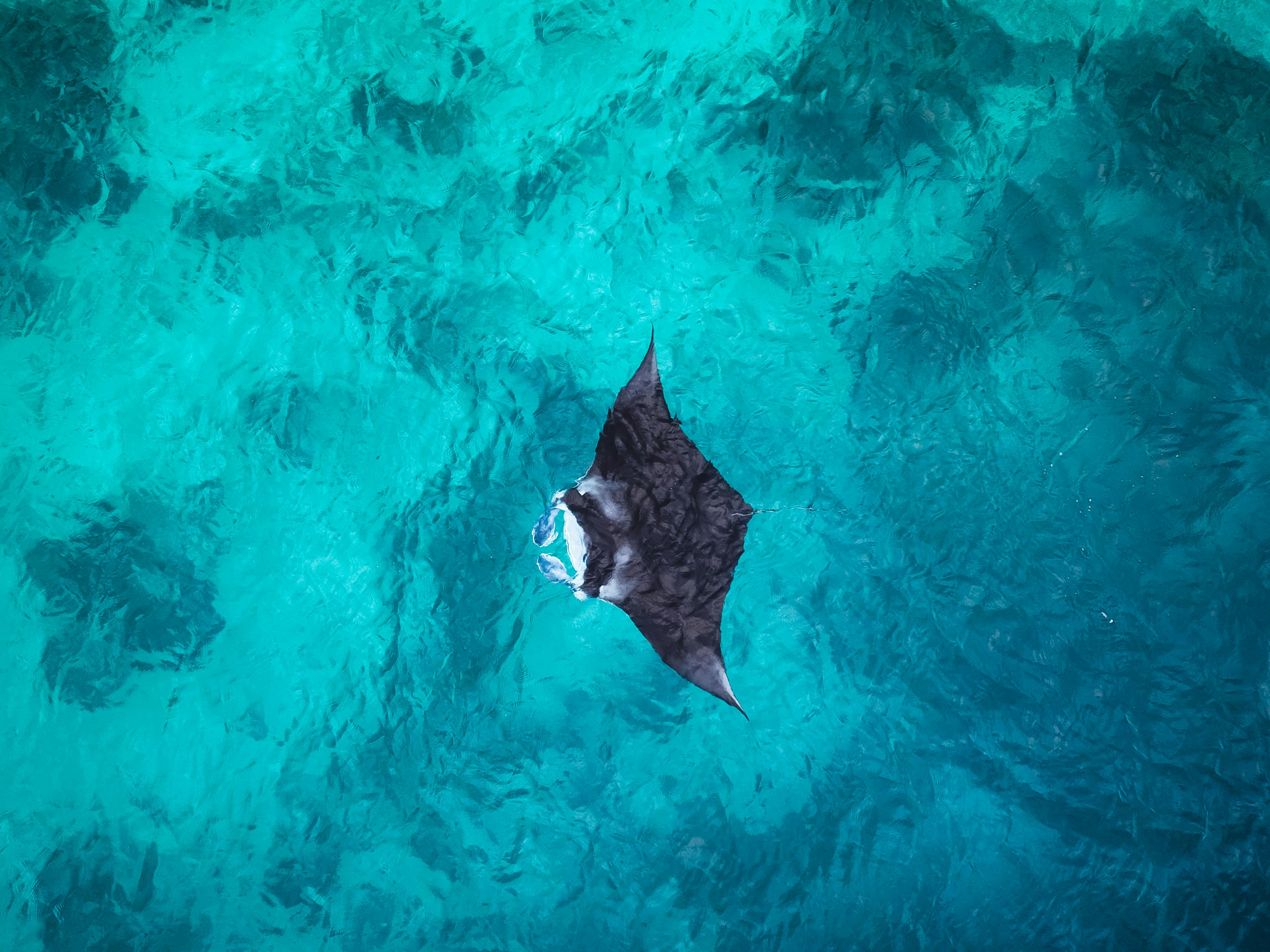 Raie manta au-dessus du récif, Maldives