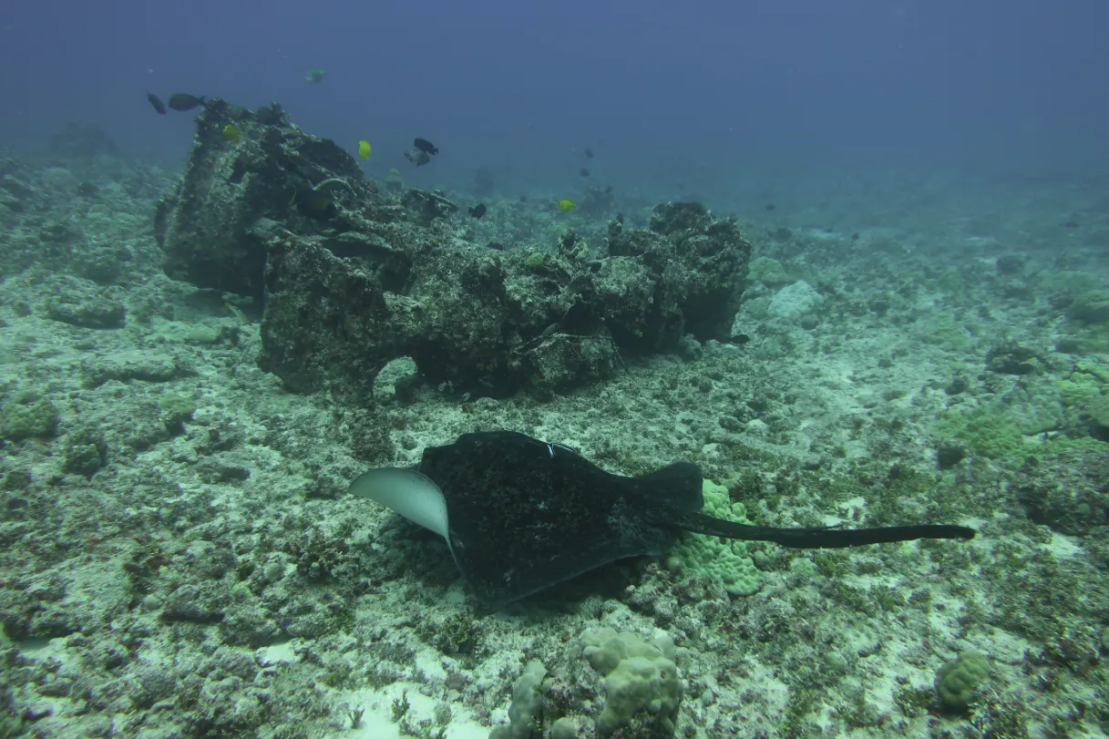 Raie posée sur un fond de débris, Maldives