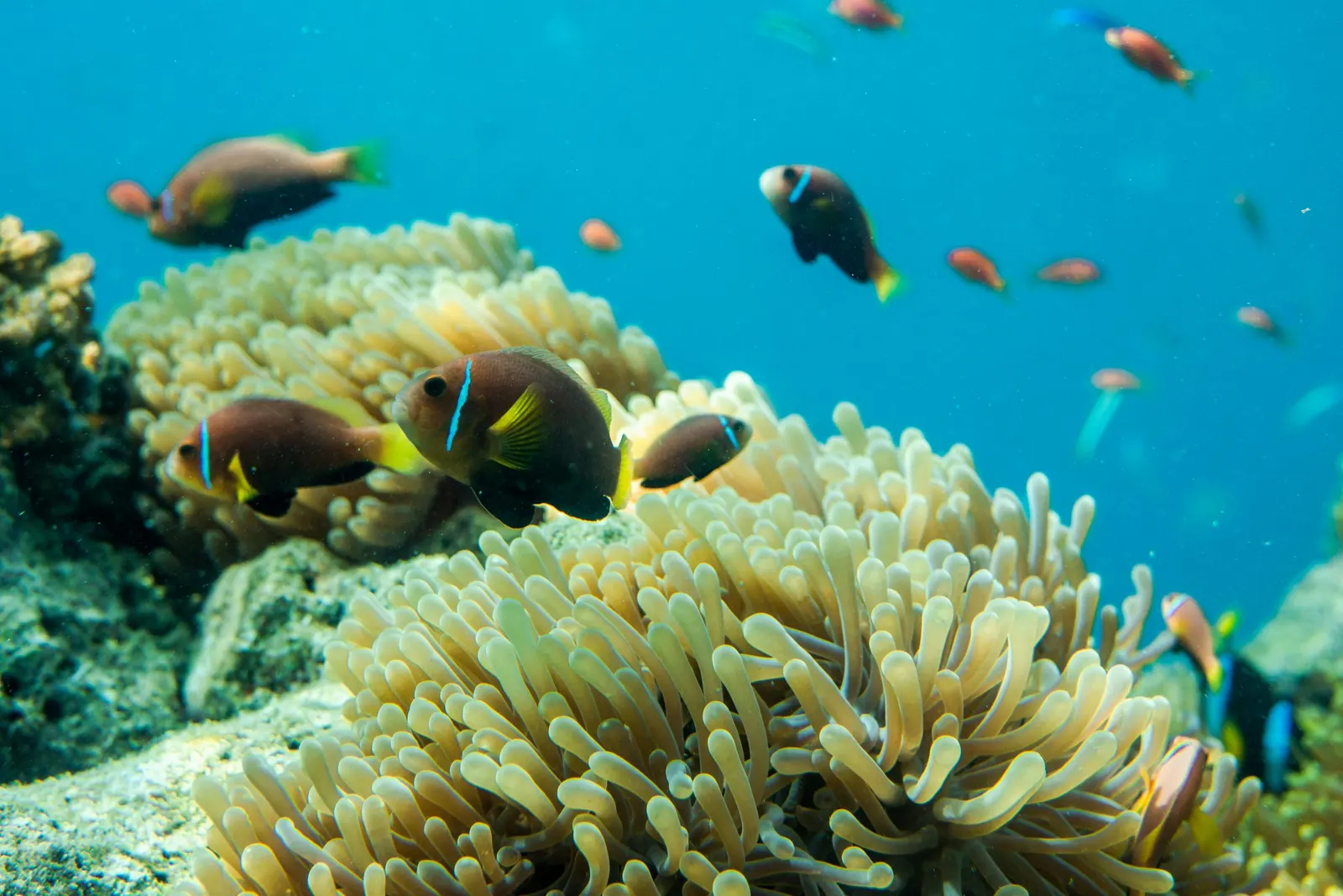 Anémone et poissons-clowns sur le récif, Maldives