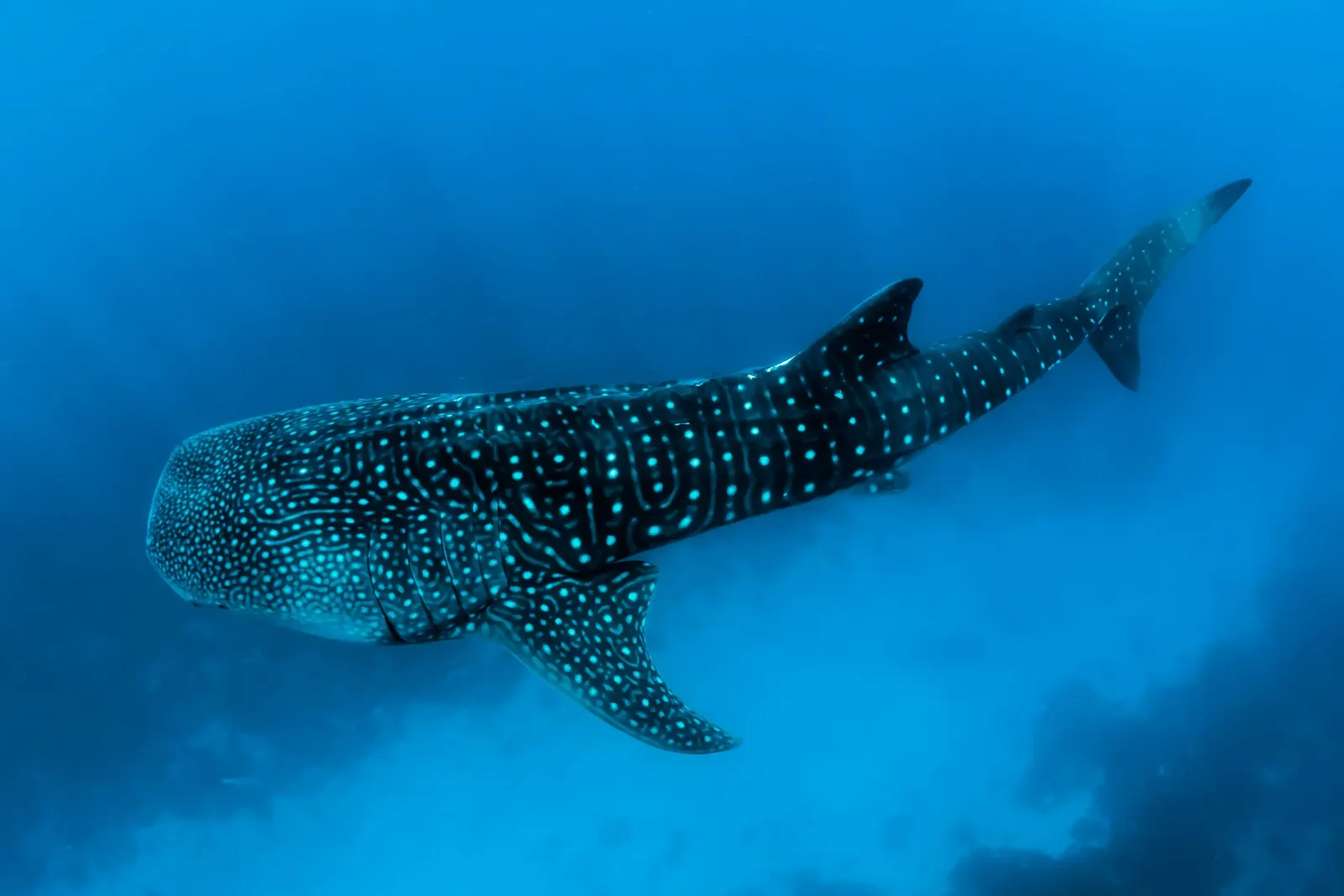 Requin-baleine dans le bleu, atoll d'Ari