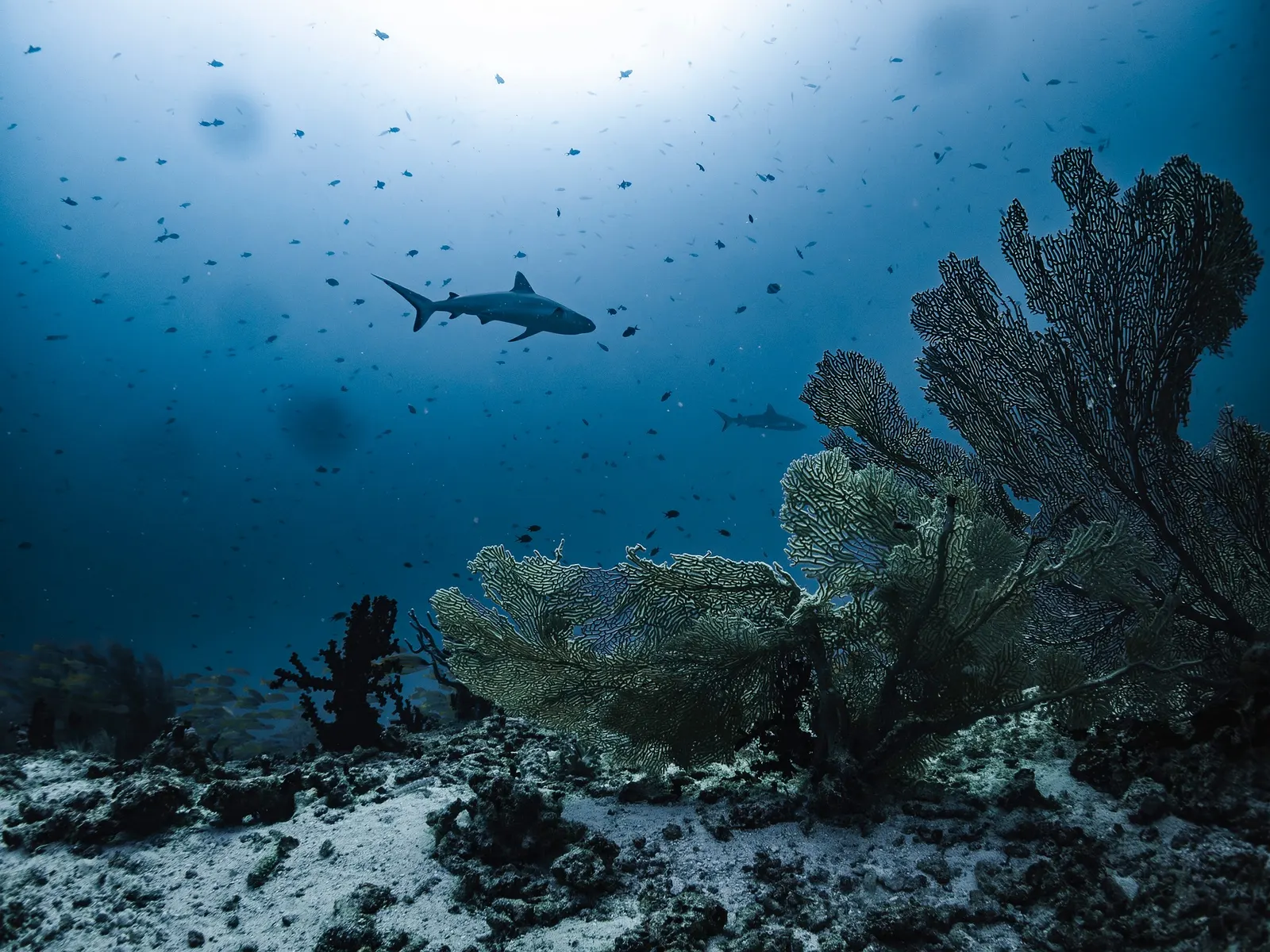Requin de récif au bord du tombant, Maldives