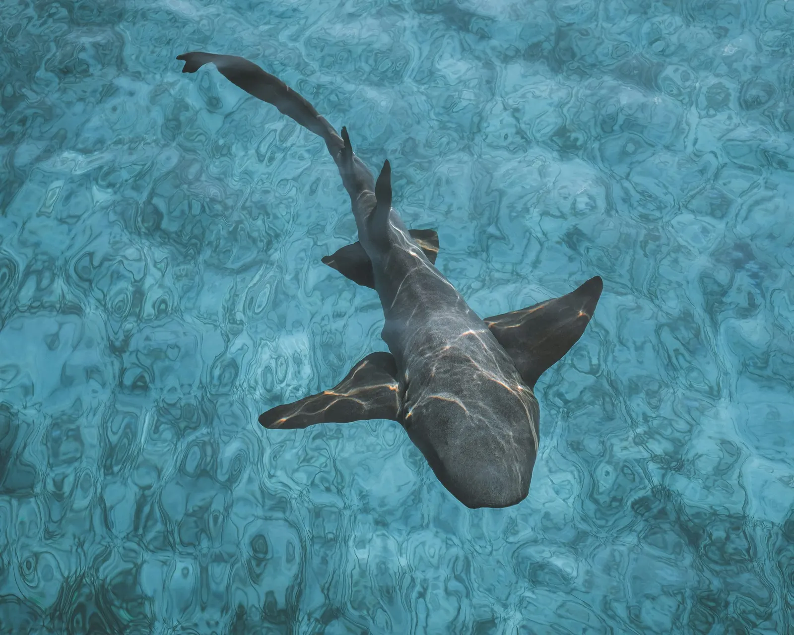 Requin-nourrice au-dessus du sable, Maldives