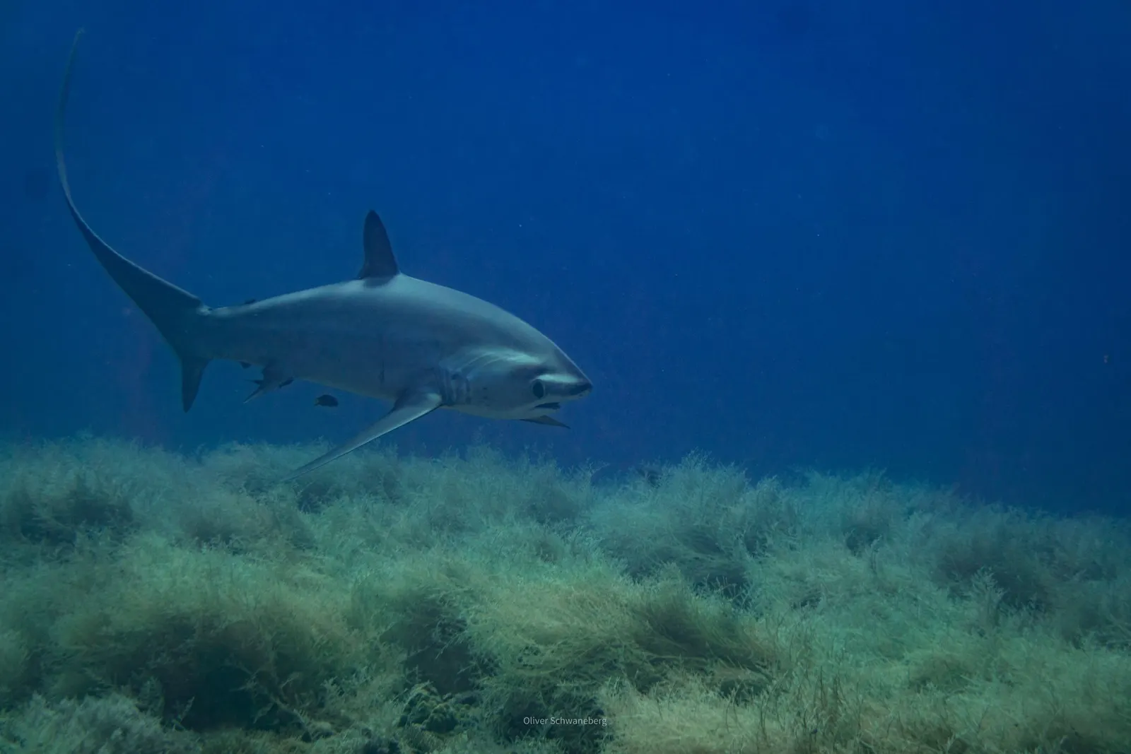 Requin-renard au-dessus du fond, Maldives