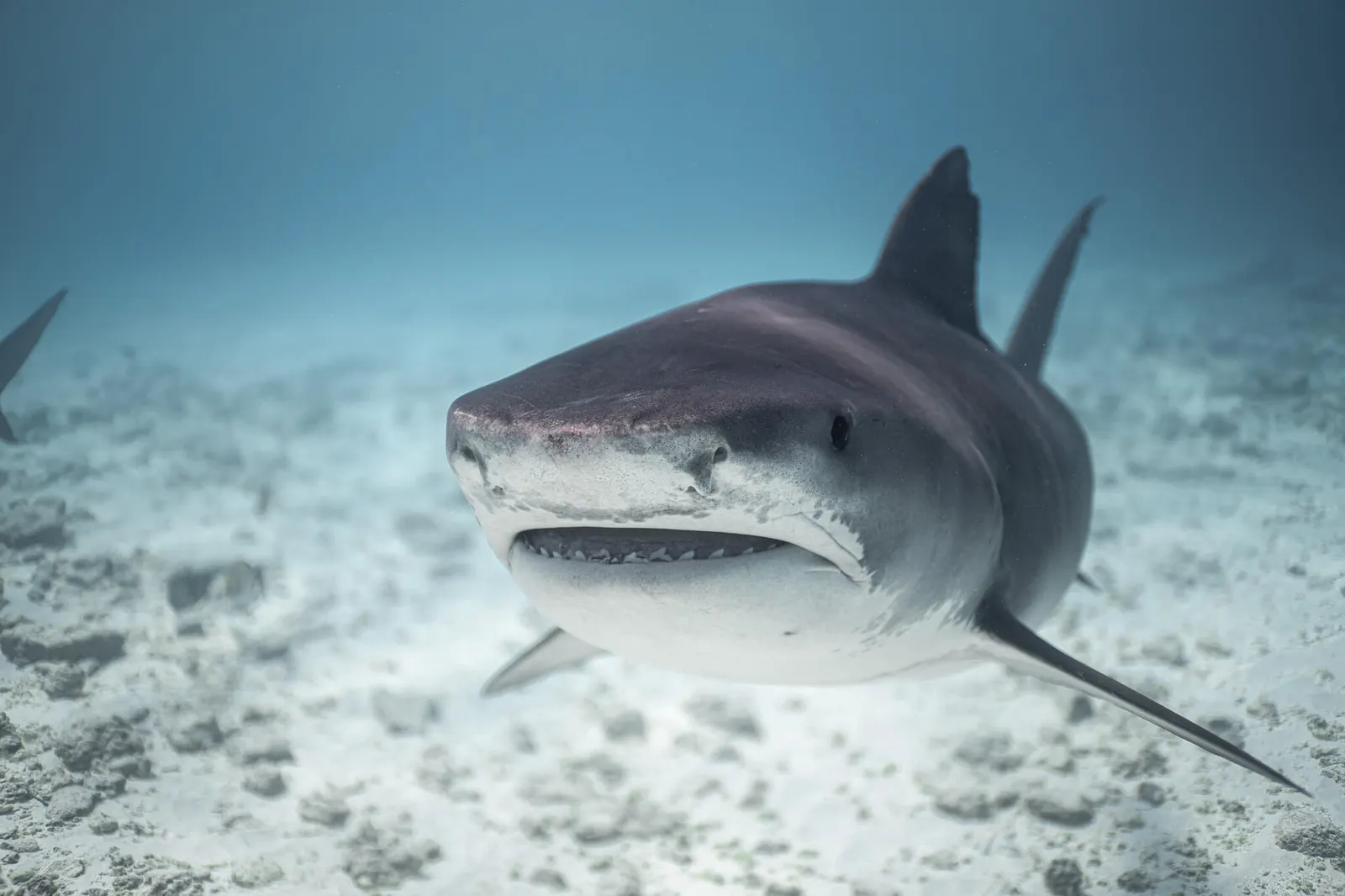 Requin-tigre de face au-dessus du sable, Fuvahmulah
