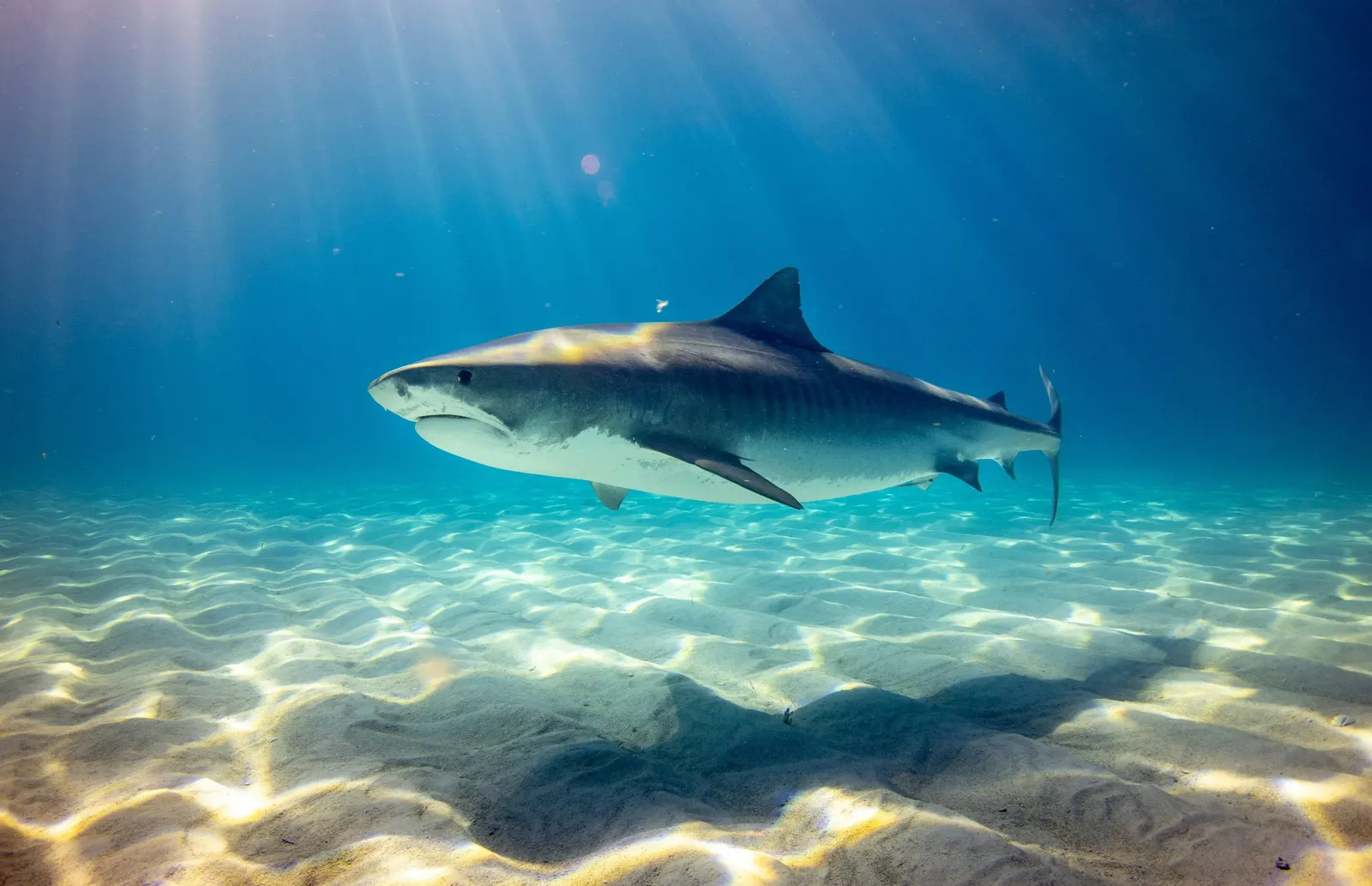 Requin-tigre au-dessus du sable, Fuvahmulah