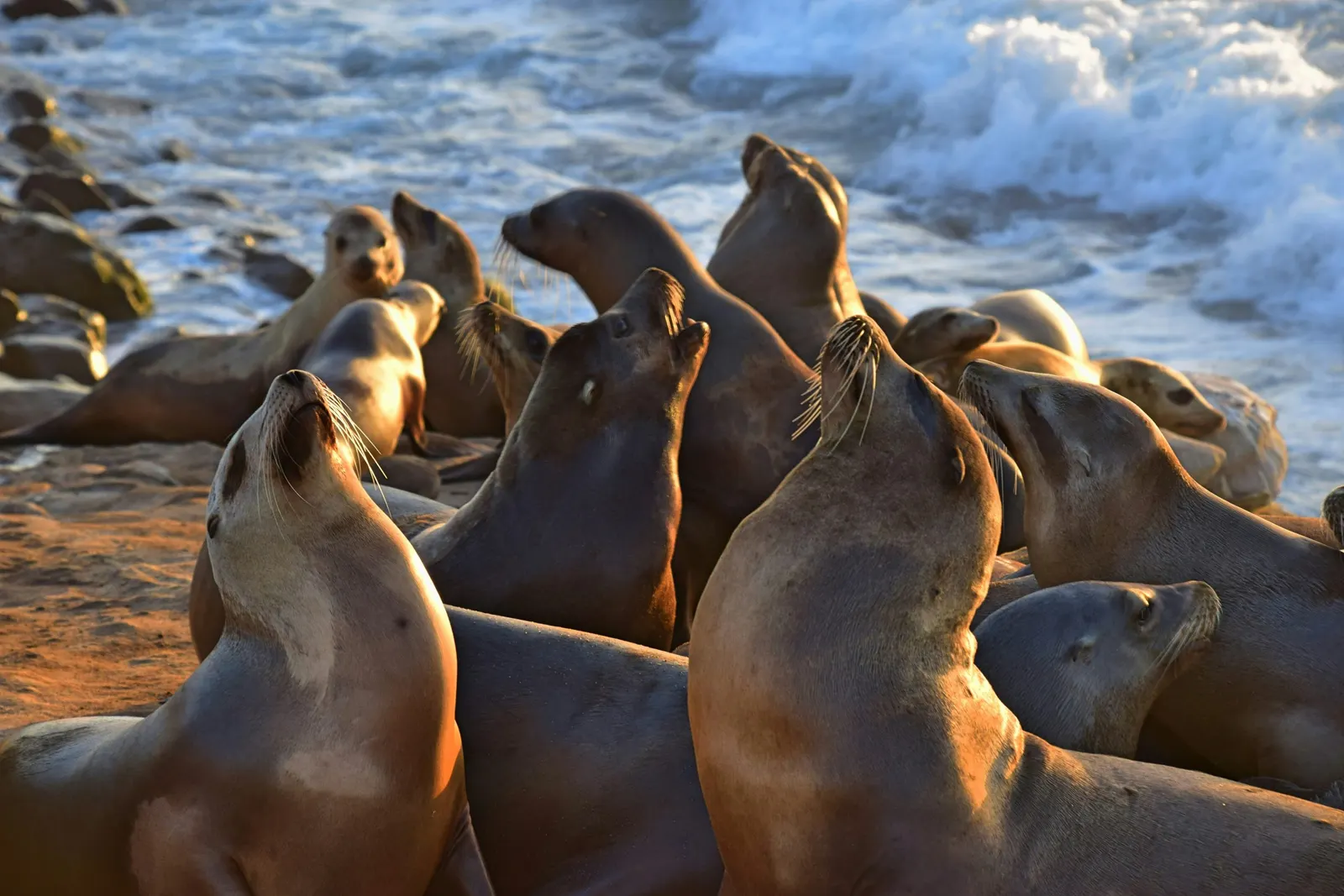 Otaries sur les rochers, mer de Cortez