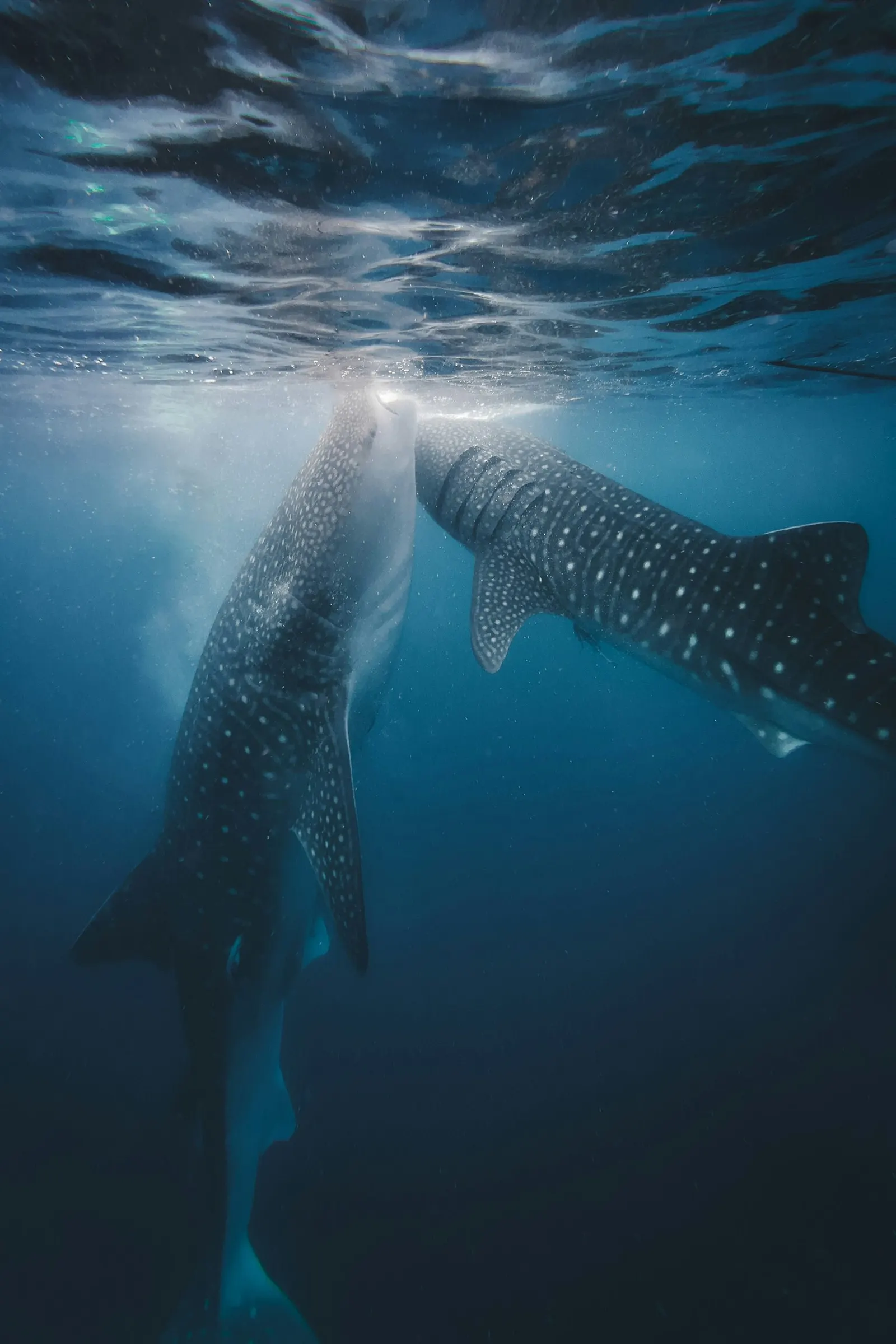 Requin-baleine sous la surface, baie de La Paz