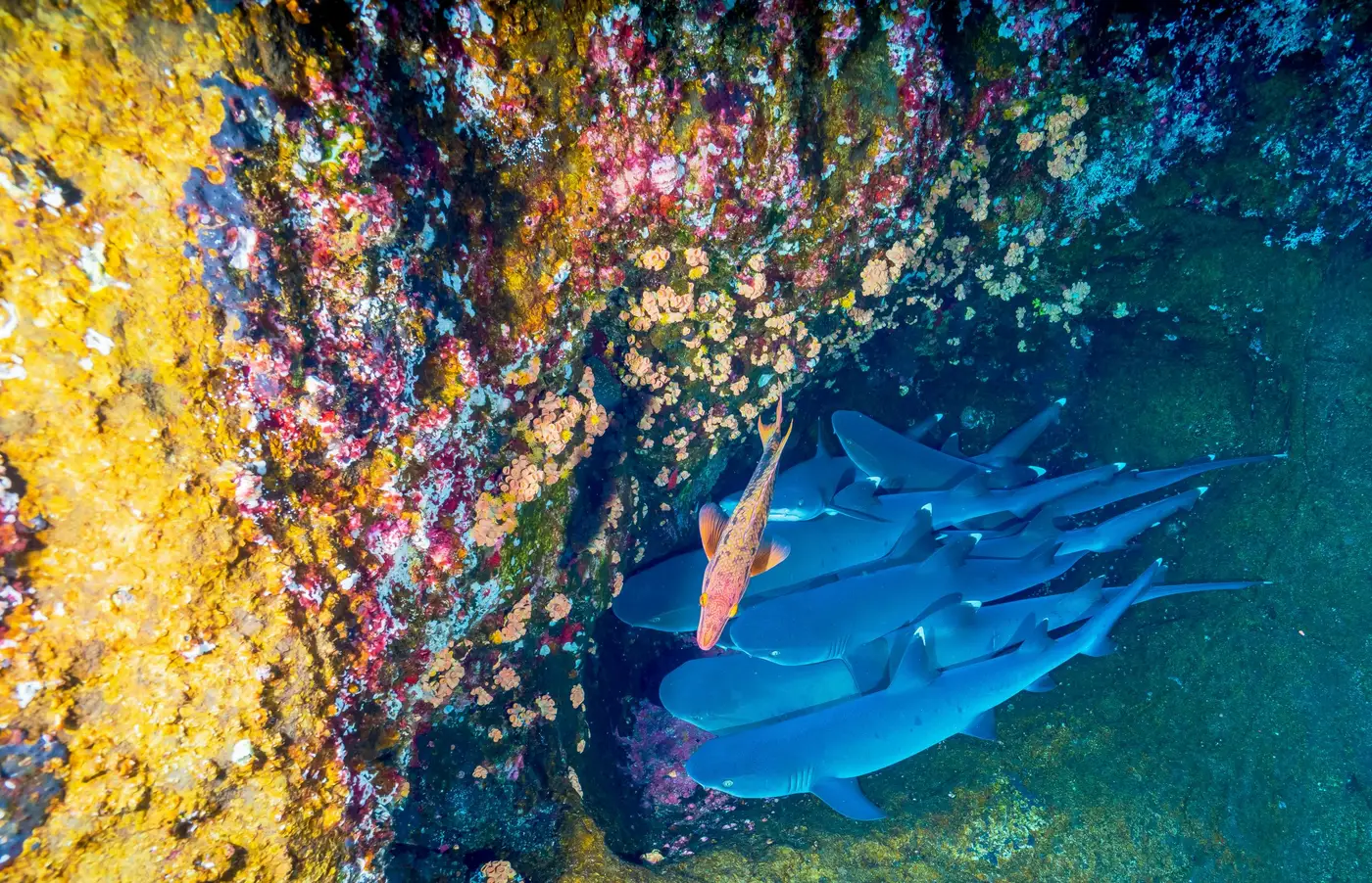 Tombant corallien et poissons près d'Espíritu Santo