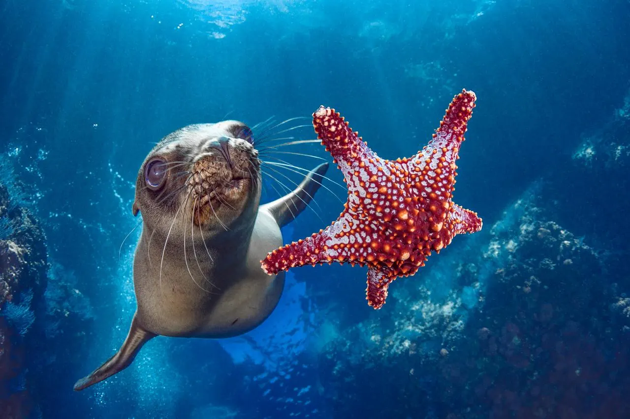 Otarie qui joue avec une étoile de mer, Los Islotes