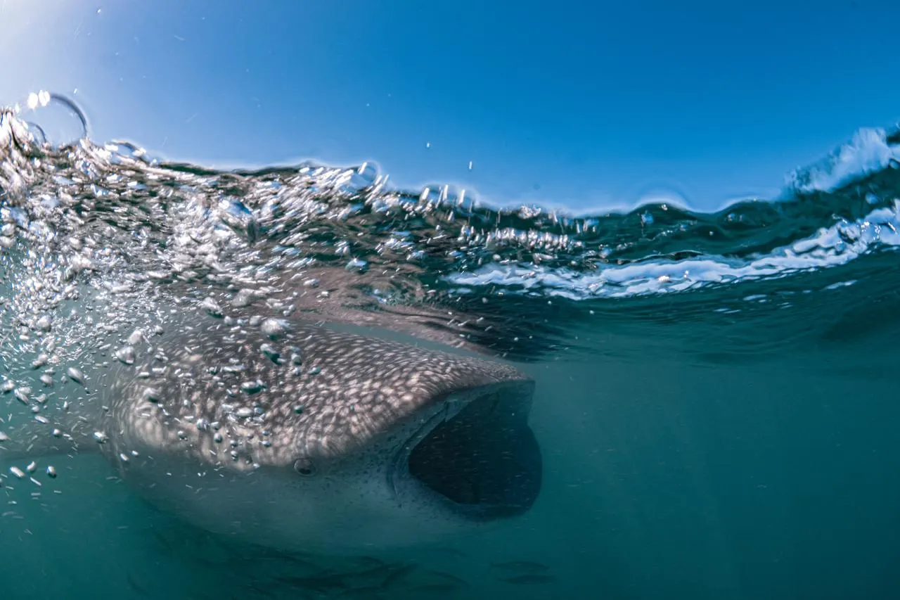 Requin-baleine sous la surface dans la baie de La Paz