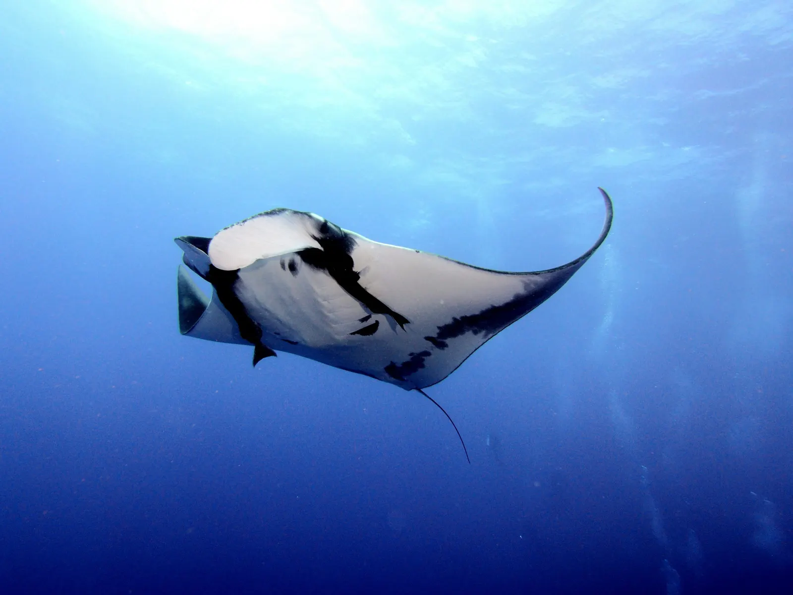 Manta géante vue de dessous, Mexique