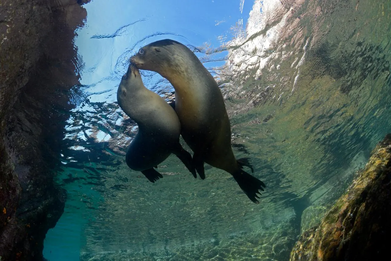 Deux otaries sous l’eau à Los Islotes, La Paz