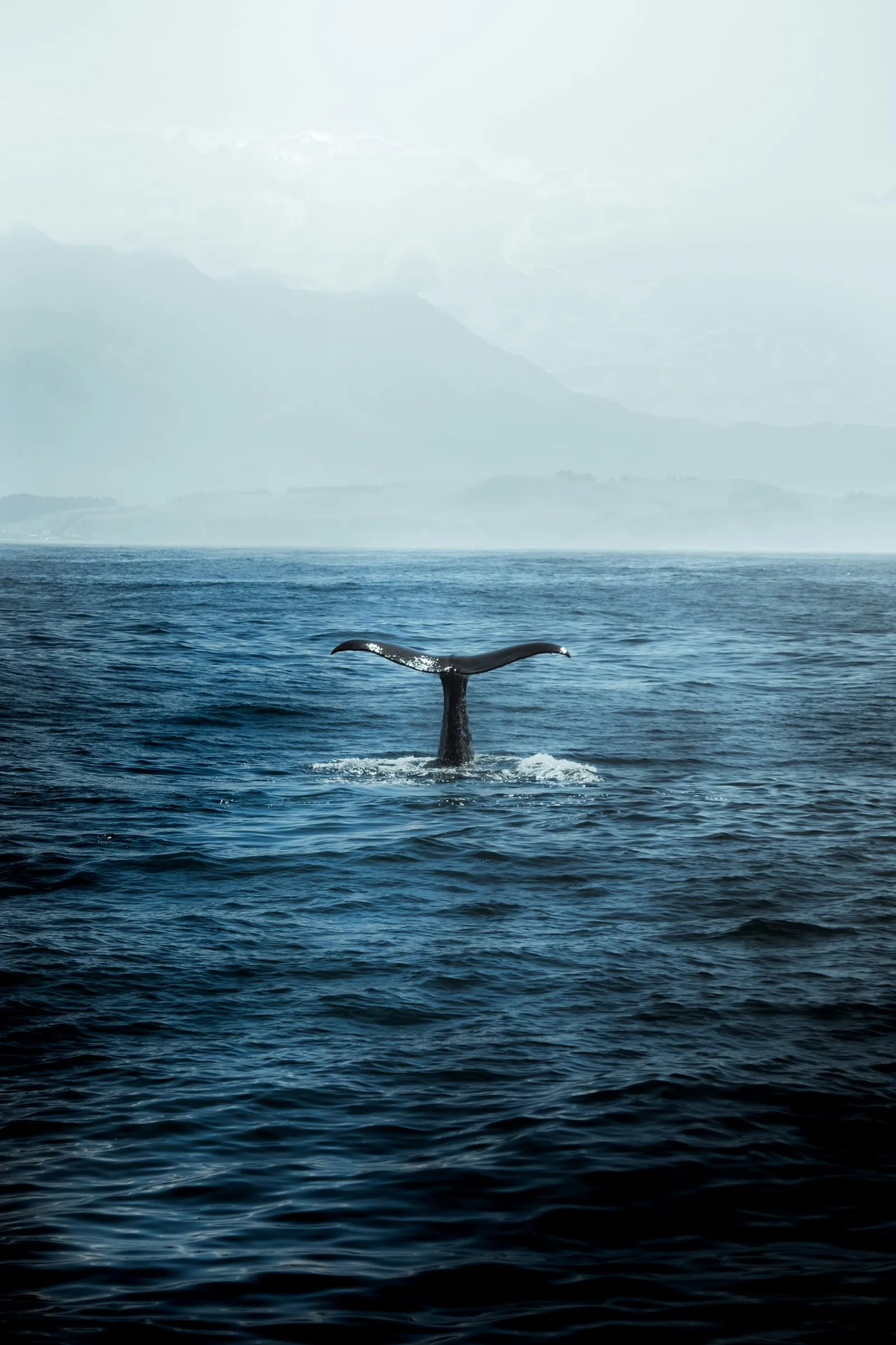 Queue de baleine à bosse au-dessus de l’eau, Revillagigedo