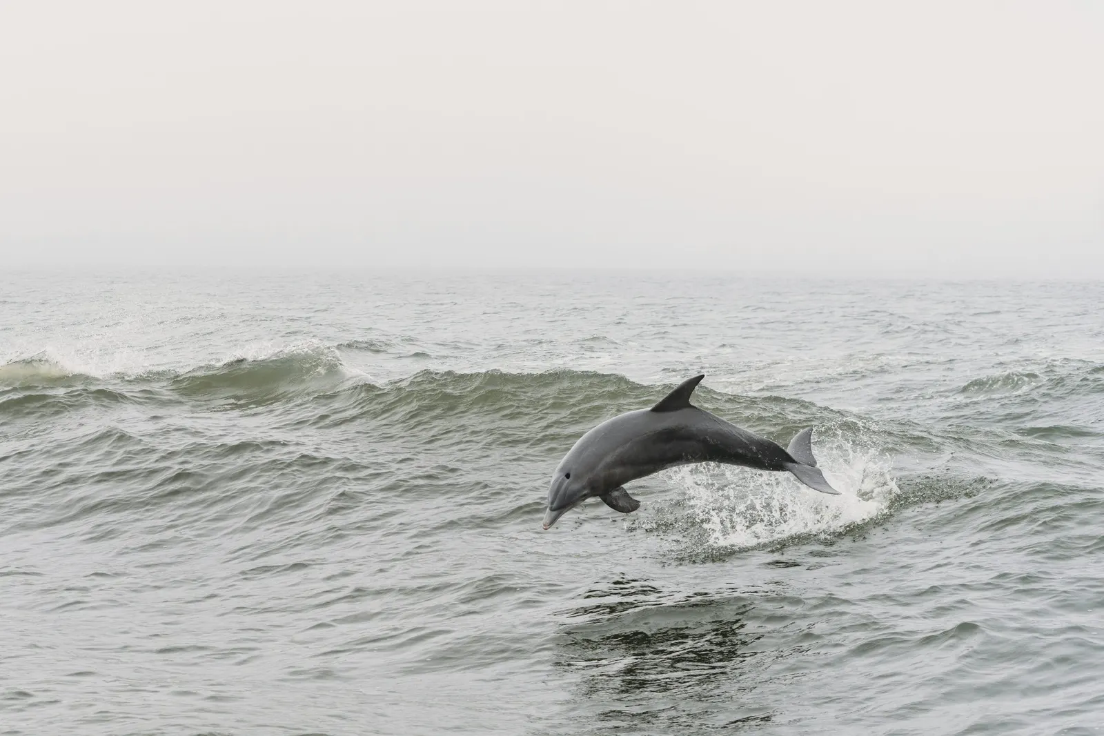 Grand dauphin qui saute hors de l’eau