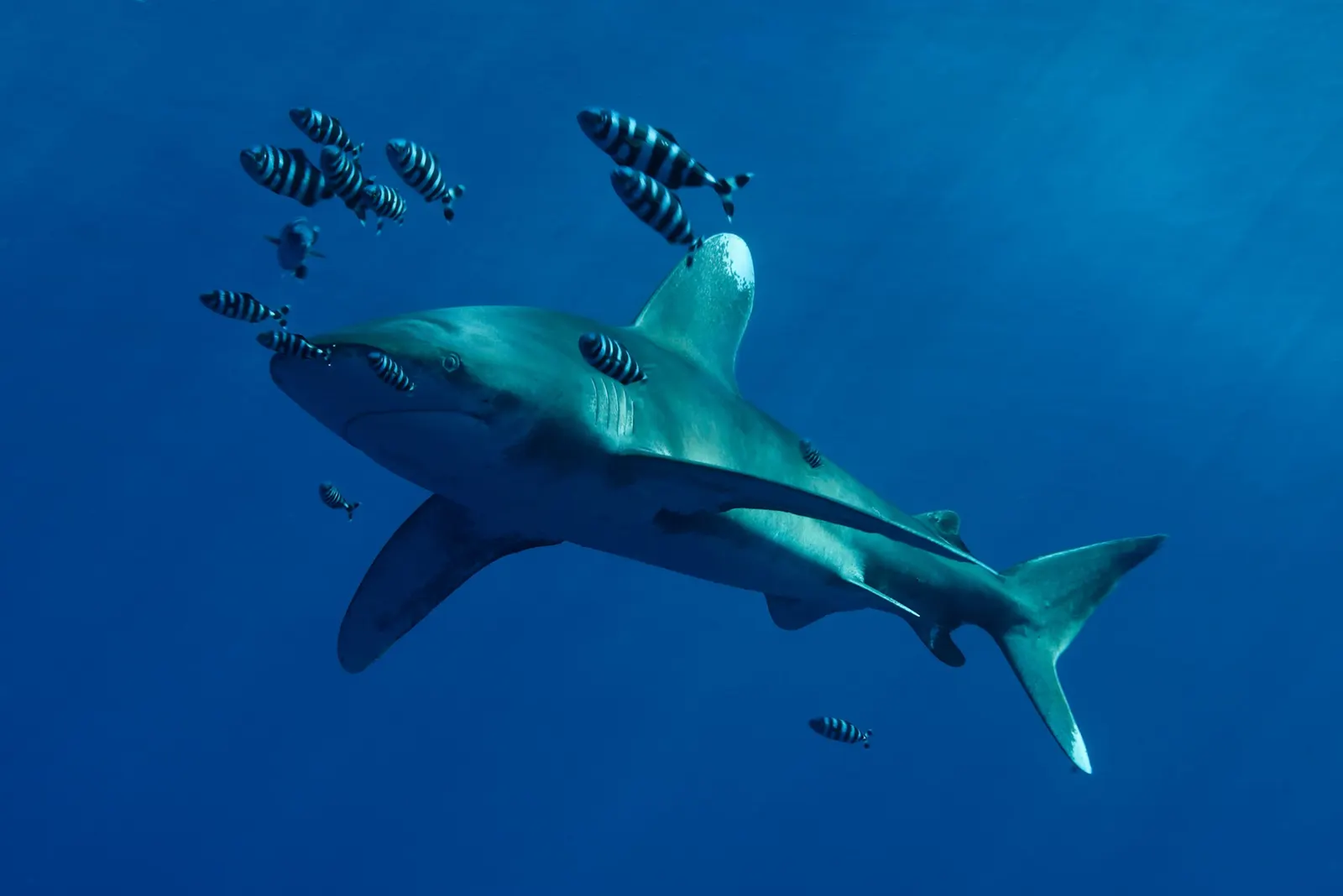Requin longimane accompagné de poissons pilotes, Pacifique