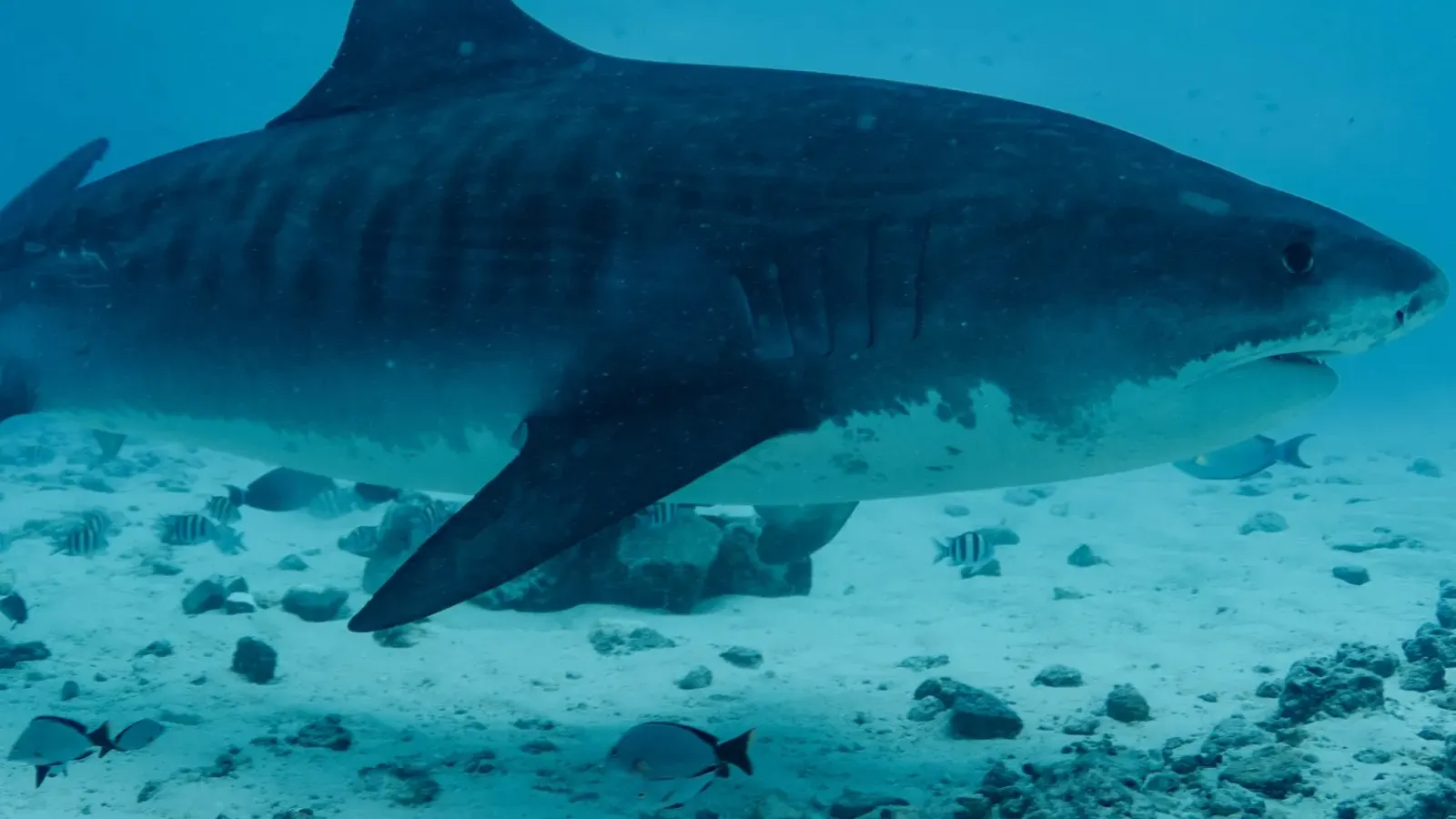 Requin-tigre de profil au-dessus du sable et des poissons-bagnards, Fuvahmulah
