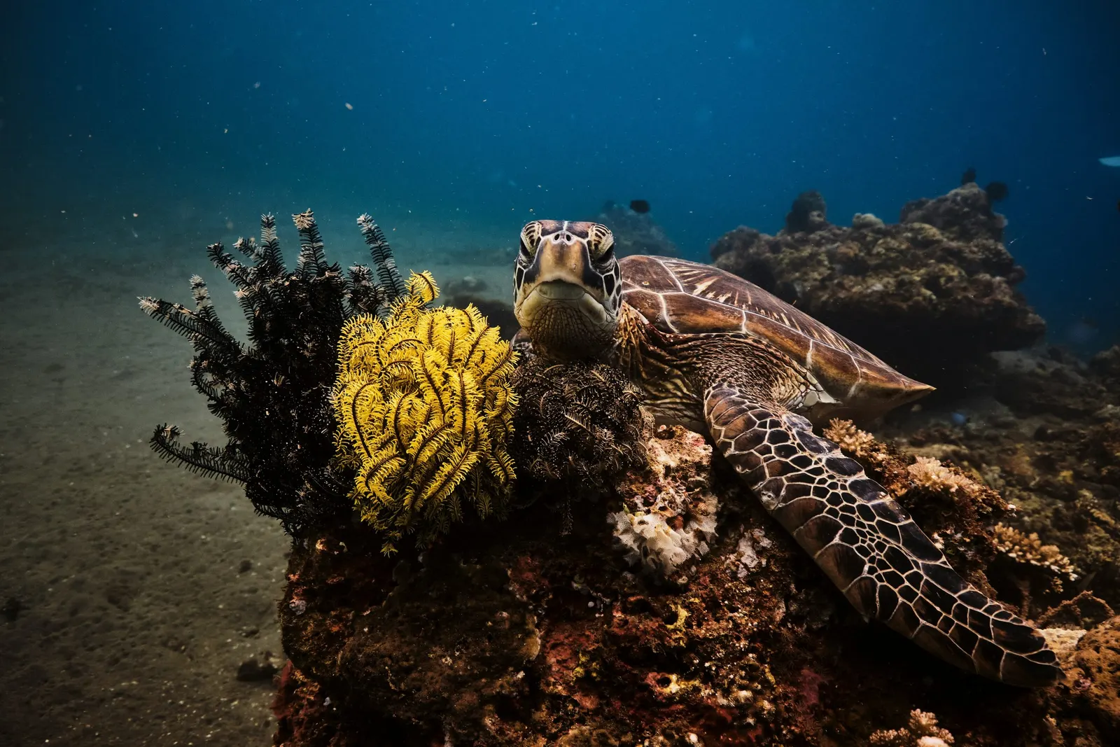 Tortue sur un récif de corail