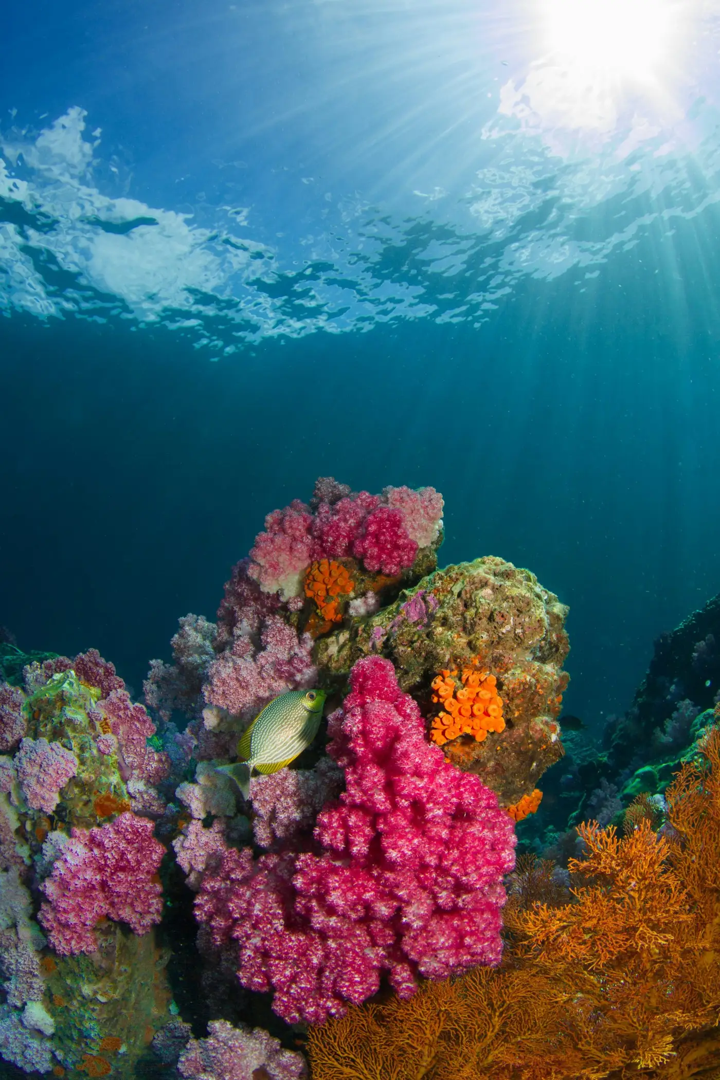 Récif de coraux roses et orange, mer d’Andaman