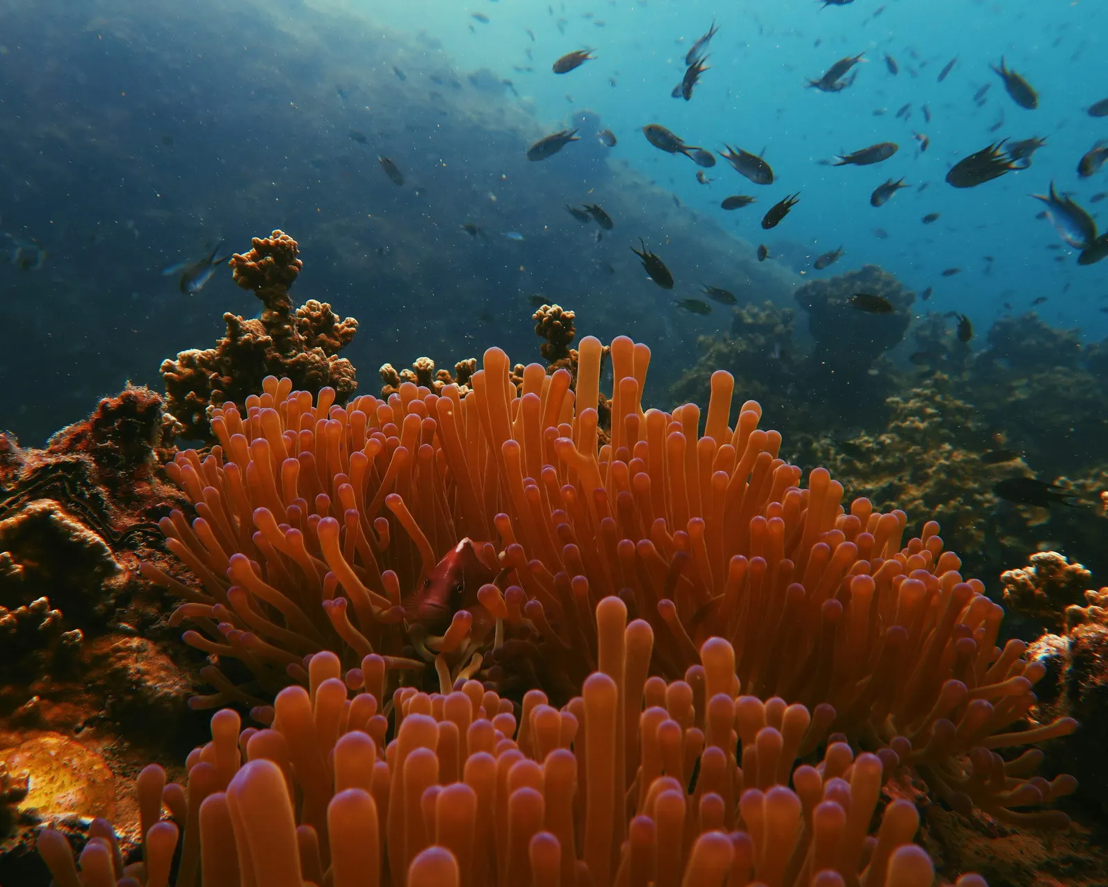 Gorgone orange sur un récif, mer d'Andaman