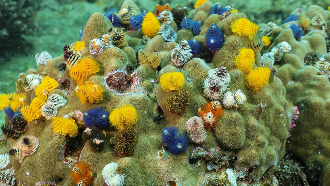 Coraux colorés et vers de Noël sur un récif, îles Surin