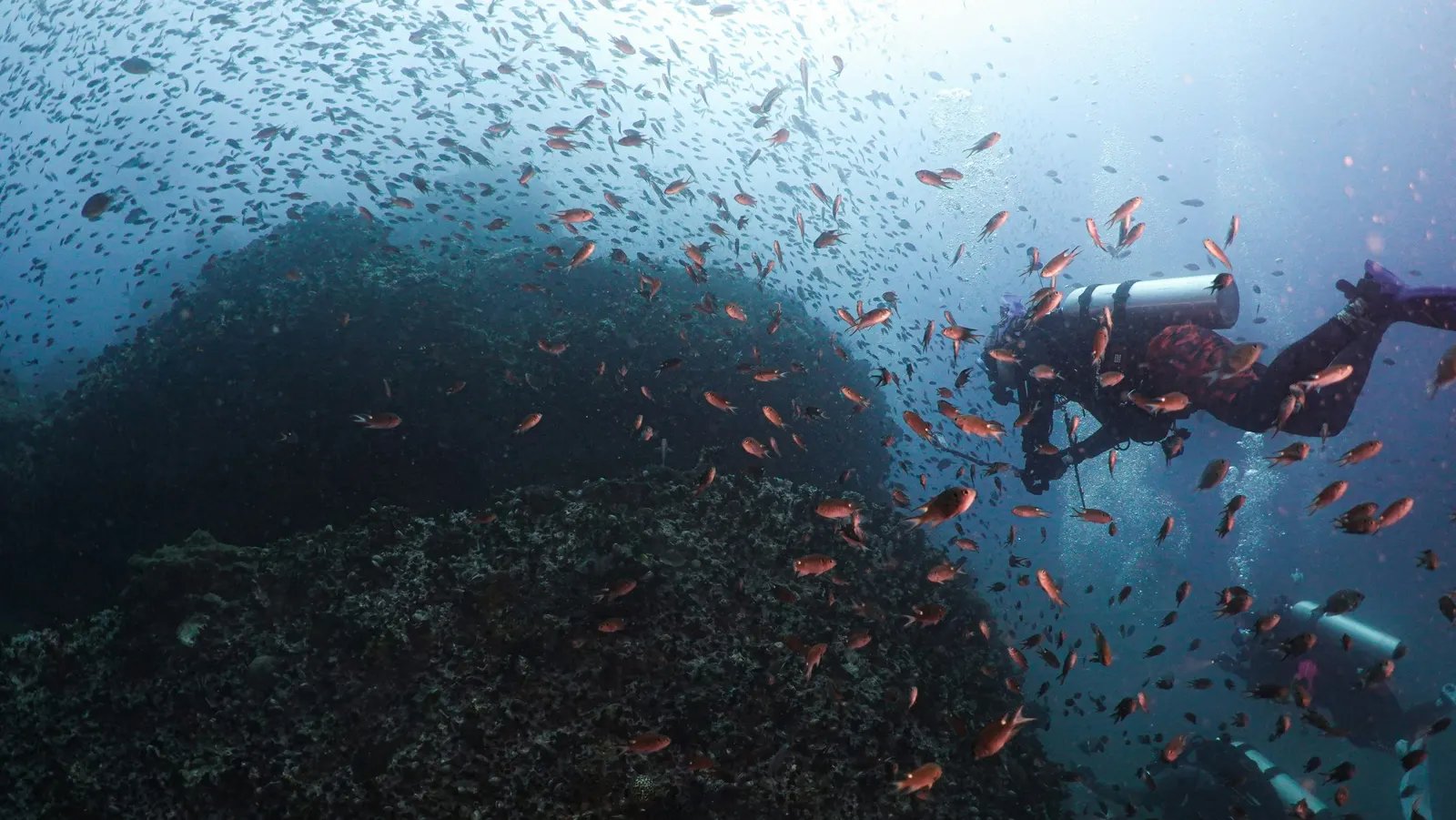 Plongeur au milieu d'un banc de poissons