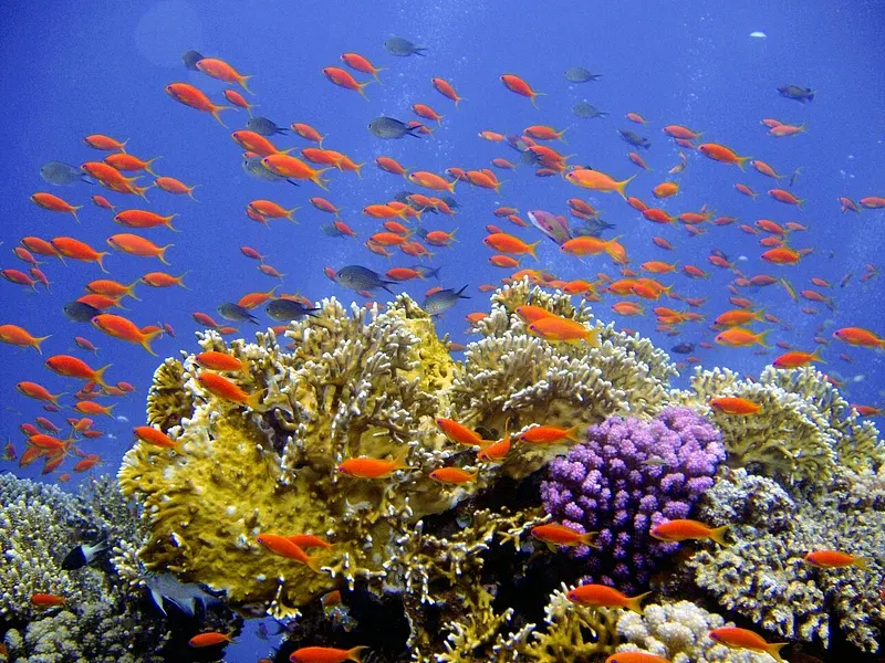 Récif corallien coloré, poissons orange et coraux violets