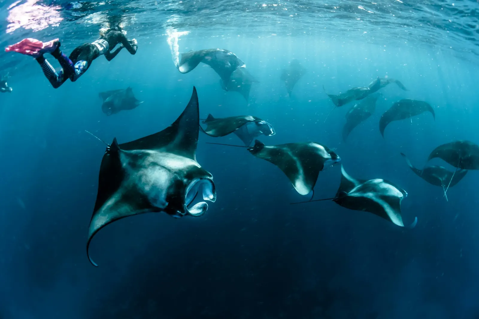 Snorkeleur et raies mantas dans le bleu