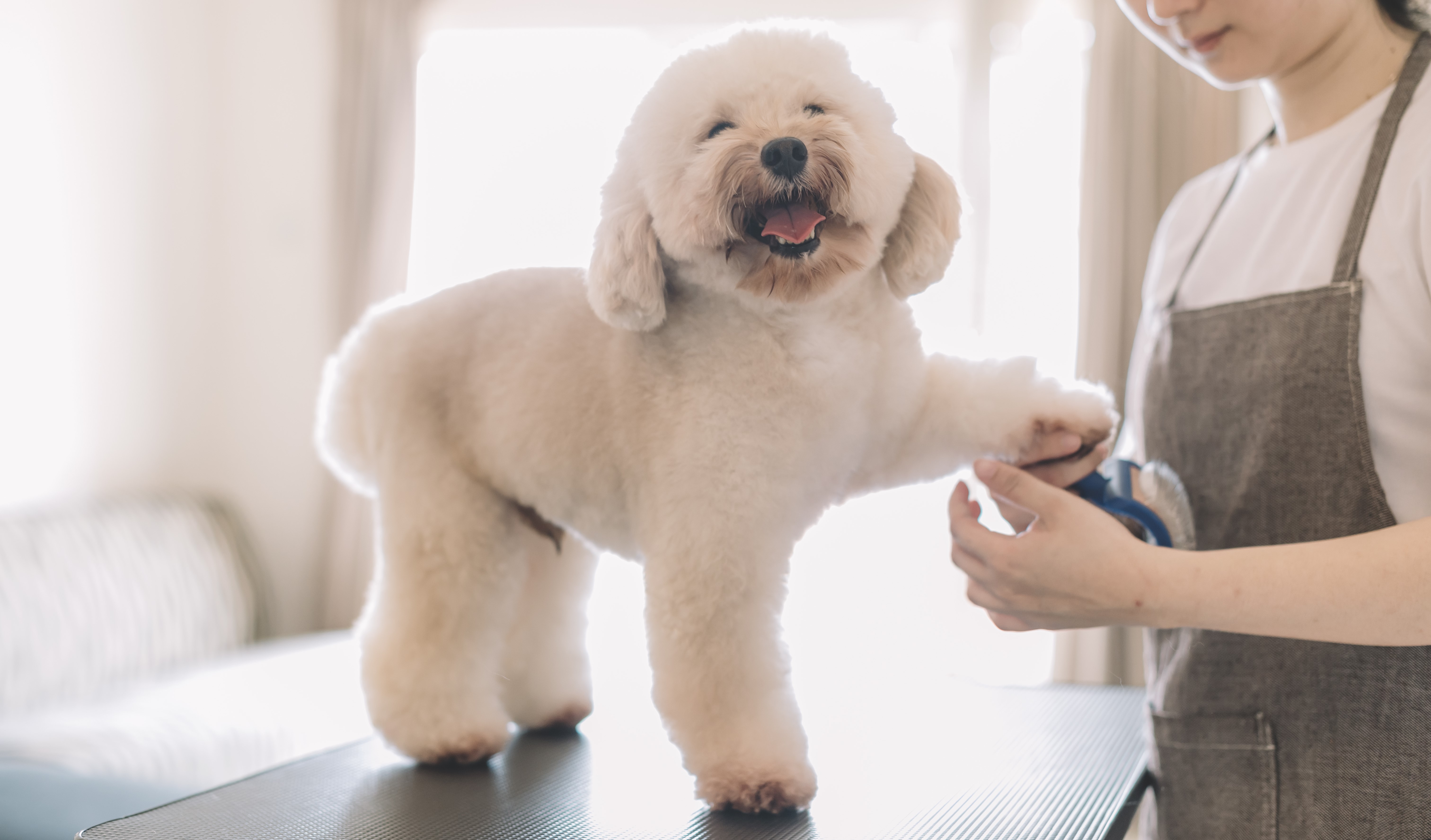 Stress-Free Vet and Grooming?