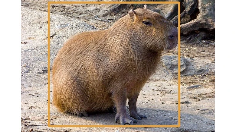 Picture of capybara