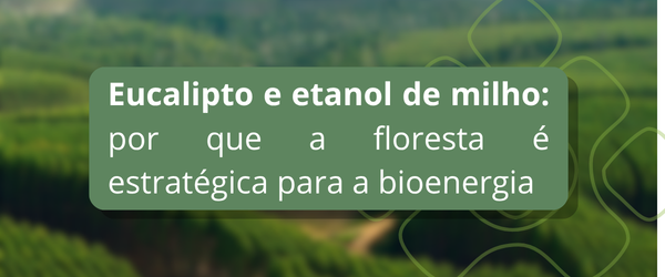Eucalipto e etanol de milho - por que a floresta é estratégica para a bioenergia