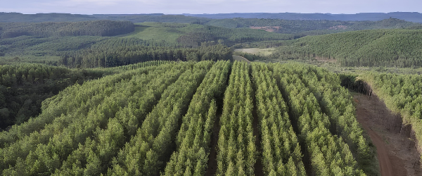 Paraná florestal e os caminhos para uma cadeia mais competitiva