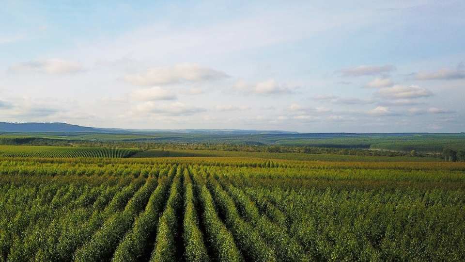 A importância de realizar o inventário florestal