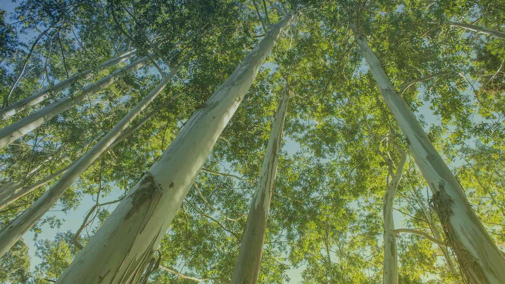 Eucalipto: você conhece?