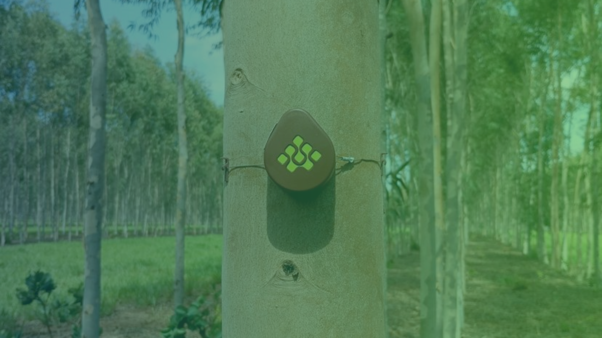 Como implantar os sensores IoT na floresta