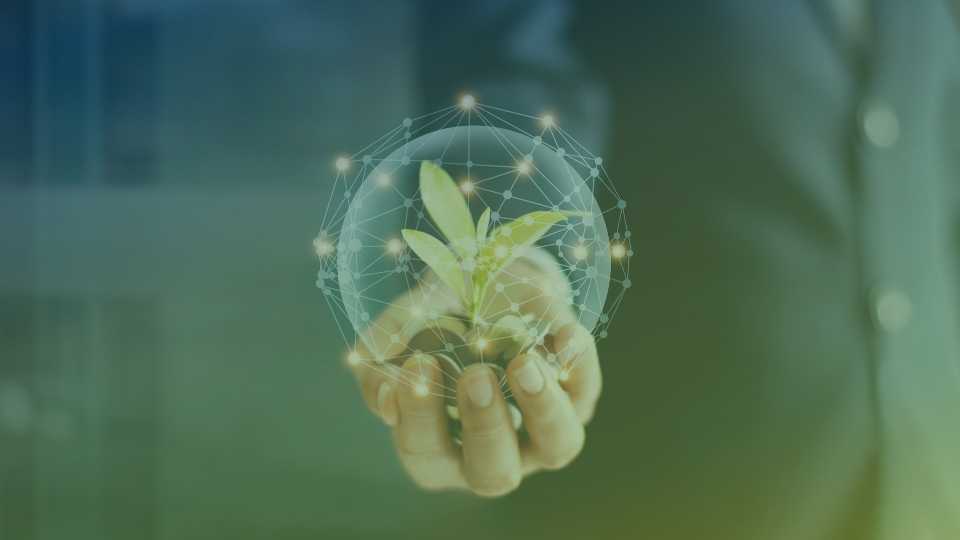 Investimento em ativos Florestais? Hora de Conhecer