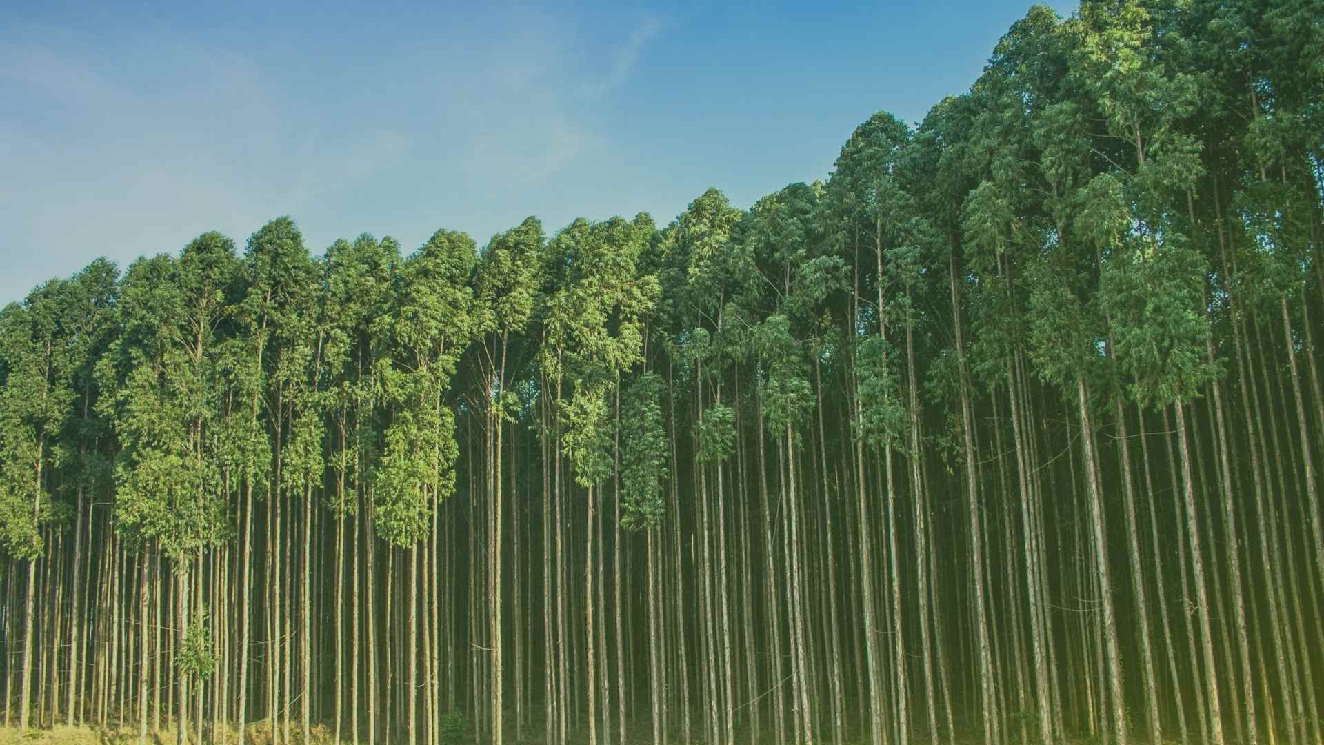 Inventário Florestal em Eucalipto