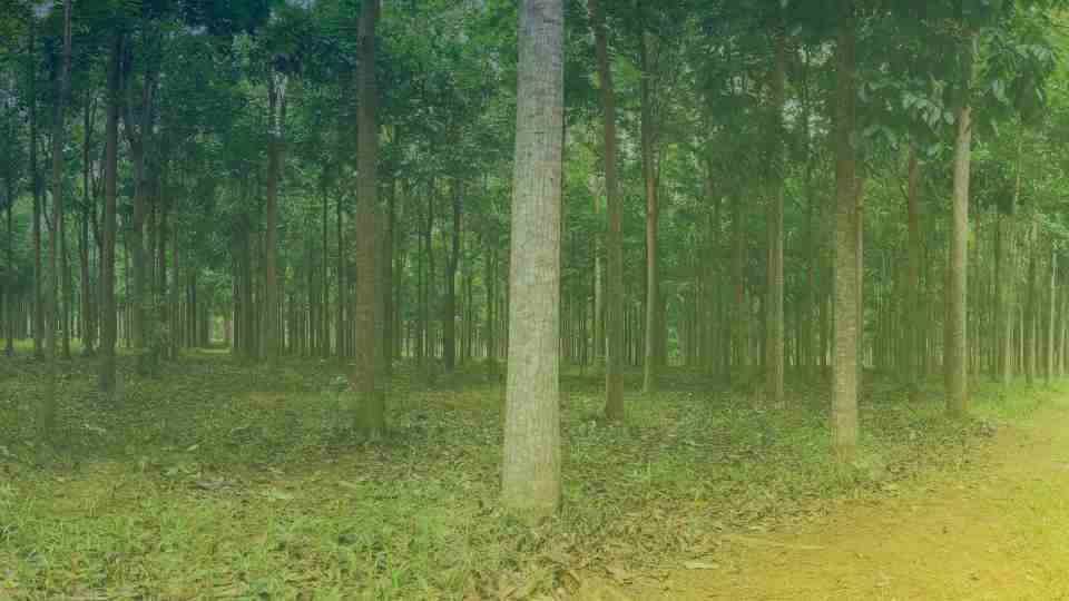 14 mil hectares de mogno africano ?