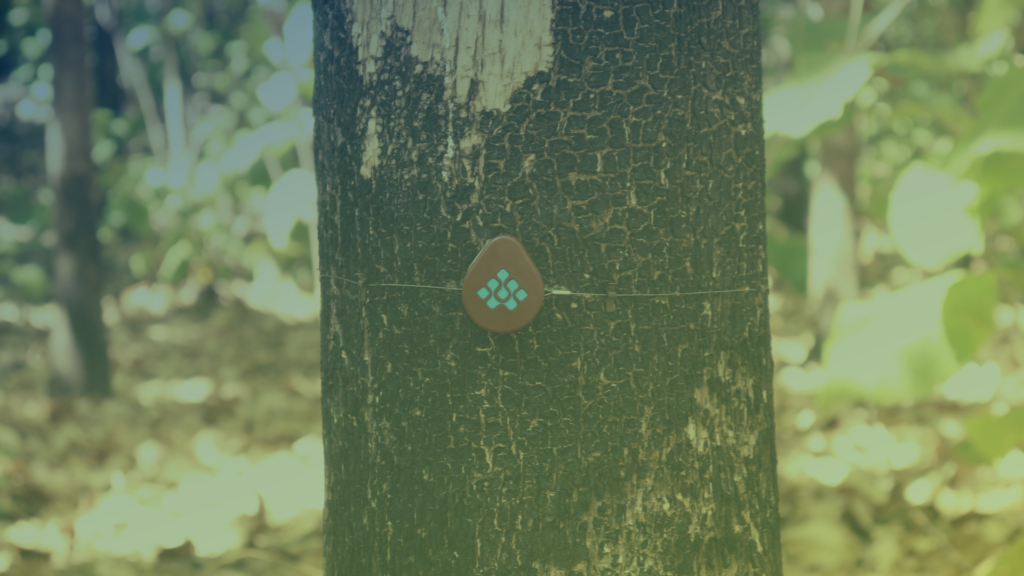 Nature-based solutions e tecnologia florestal