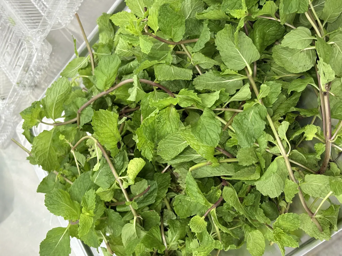 Daun mint segar