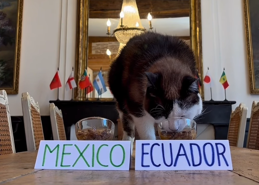 img of Gato predice victoria de Ecuador sobre México en dieciseisavos de final